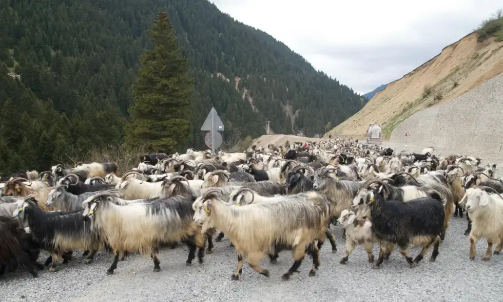 De bouw van de Sibiu-Făgăraș snelweg begint.